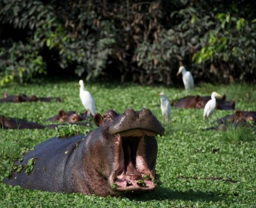 Circuit des îles - Hippopotames